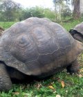 On ne peut pas aller aux Galapagos sans voir les tortue terrestre !